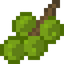Candlenut