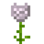 White Diamond Glowrose