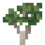Ironwood Sapling