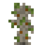 Asai Palm Sapling