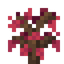 Rambutan Sapling