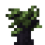 Ceylon Ebony Sapling