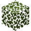 Palo Verde Leaves