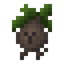 Mandrake