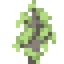 Silver Lime Sapling