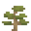 Cedar Sapling