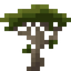 Araucaria Sapling