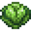 Cabbage
