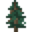 Fir Sapling