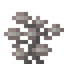 Dead Slate Coral