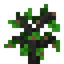 Butternut Sapling
