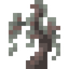 Pale Oak Sapling