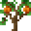 Apricot Sapling