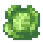 Cabbage
