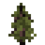 Douglas Fir Sapling
