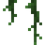 Kapok Vines