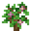 Flowering Sapling