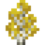 Silver Birch Sapling