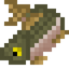 Pink Salmon
