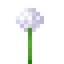 White Allium