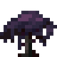 Starlight Mangrove Sapling