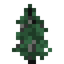 Balsam Fir Sapling
