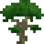 Rainbow Eucalyptus Sapling