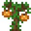 Persimmon Sapling
