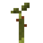Salak Sapling