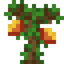 Mango Sapling