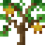 Star Fruit Sapling