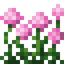 Pink Allium Flower Bush