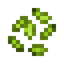 Olive Seeds