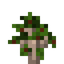 Clove Sapling