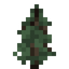 Pine Sapling
