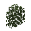 Birch Hedge