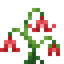 Lazarus Bellflower