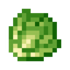 Cabbage