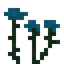 Tansy