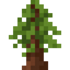 Redwood Sapling