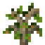 Walnut Sapling