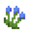 Bluebell
