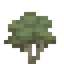 Olive Sapling