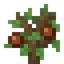 Hazelnut Sapling