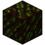 Glimmering Livingwood