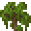 Mangrove Shrub