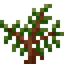Redwood Sapling