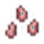 Pig Iron Seeds
