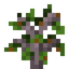 Golden Delicious Apple Sapling