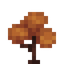 Orange Maple Sapling